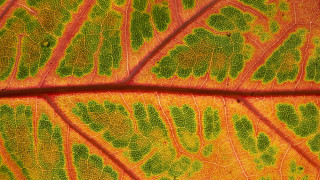 Leaf yellow red green macro - yellow tip free wallpaper