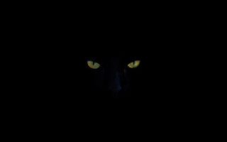 Black cat glowing eyes serious - darkness free wallpaper