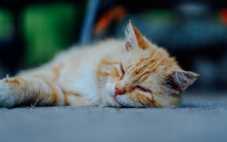 Sleeping cat orange postminimalism blurry - its head free wallpaper