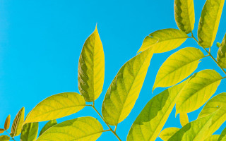 Leafy tree blue sky clouds - david brewster free wallpaper for desktop