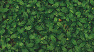 Green leaf brown object plant - a close up free wallpaper for desktop