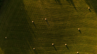Sheep field shadow abstract microscopic - a shadow of a tree free wallpaper