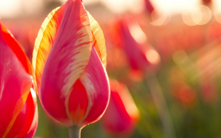 Pink flower macro deep depth - a blurry background of flowers free wallpaper