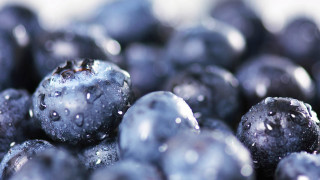 Blueberries water droplets macro bokeh 2 - berry free wallpaper for desktop
