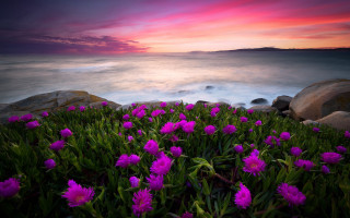 Flower field water rocks sunset - a bunch of flowers free wallpaper