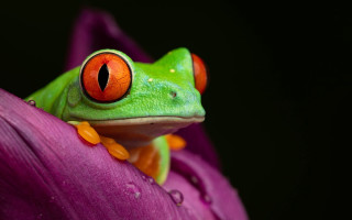 Frog red eye purple flower - a frog free wallpaper