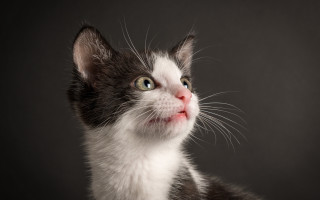 Black white cat sad eyes - cat free wallpaper for desktop