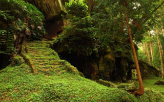 Lush green forest staircase cave 3 - floor free wallpaper for desktop