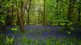 Blue flower forest puzzle nature - the middle of its free wallpaper