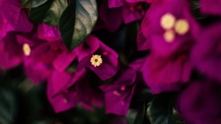 Purple flowers green leaves yellow - a yellow center in the middle free wallpaper