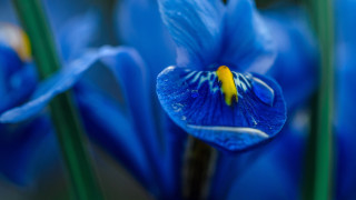 Blue flower yellow stamens green 2 - a blue flower free wallpaper for desktop