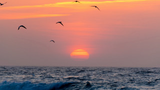Birds ocean sunset wave beach - sunset over the ocean free wallpaper