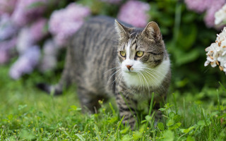 Cat flower field blurry bokeh 2 - a field of flowers and grass free wallpaper