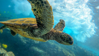 Turtle ocean fish aurora underwater - a turtle swimming in the ocean free wallpaper
