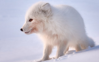 White animal snow daylight camera - the camera len free wallpaper for desktop