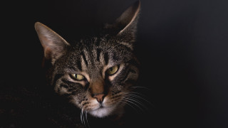 Black cat green eyes portrait 7 - a black background behind free wallpaper