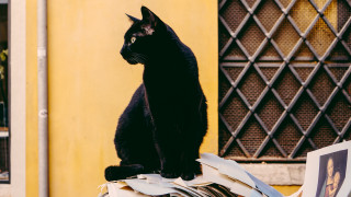 Black cat pile papers building - duccio free wallpaper for desktop