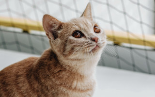 Cat looking up yellow door - round free wallpaper