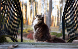 Cat bench sky trees regal - the sky and trees free wallpaper