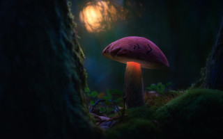 Mushroom light forest fullmoon tree - the forest free wallpaper for desktop