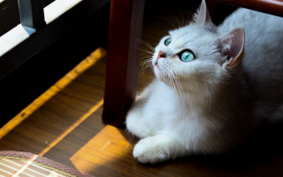 White cat blue eyes curious - a white cat free wallpaper