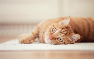 Curious cat laying floor photorealistic 2 - curious free wallpaper
