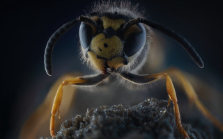 Bug closeup yellow face legs - a black nose free wallpaper for desktop