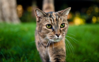 Cat green field tree house - a lush green field of grass next free wallpaper