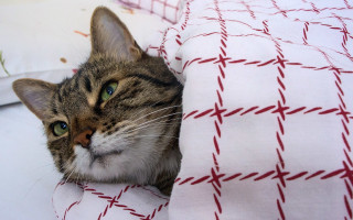 Cozy cat peeking blanket bed - pattern free wallpaper