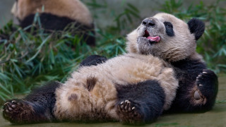 Panda laying bamboo outdoor pastel - tongue free wallpaper for desktop