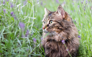 Cat field flower grass sad - impressionism free wallpaper for desktop