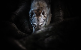 Wolf blanket dark eyed realistic - a wolf free wallpaper for desktop