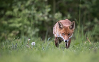 Fox grass woods dandelion sharp - a dandelion free wallpaper