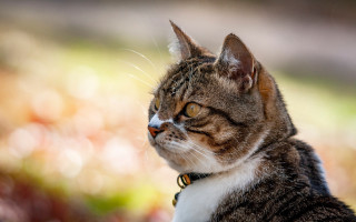 Cat collar looking distance blurry - a blurry background of grass and bushes free wallpaper
