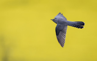 Bird yellow background black white - colin moss free wallpaper
