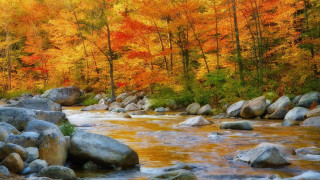 Hudson river autumn leaves forest 2 - rock and trees free wallpaper