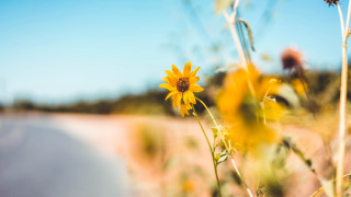 Sunflower field road blue sky - a sunflower free wallpaper