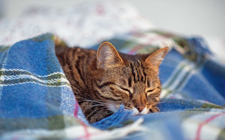 Cat sleeping blanket outdoors blurry - plaid free wallpaper