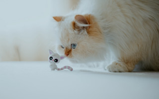 Cat playing toy mouse white - a white cat free wallpaper for desktop