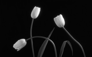 Black and white three flowers - ambient occlusion free wallpaper