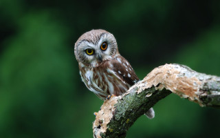 Small owl perched branch forest - a small owl free wallpaper