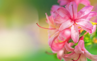Pink flower macro blurry background 7 - macro photography free wallpaper