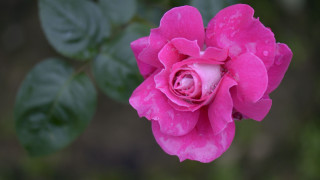 Pink rose green leaves blurry 14 - a pink rose free wallpaper