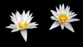 White flower butterfly wings reflection - two white flower free wallpaper