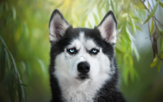 Husky blue eyes green background - husky free wallpaper for desktop