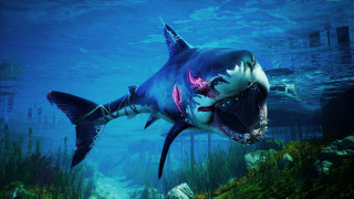 Shark open mouth ocean underwater - a large mouth free wallpaper