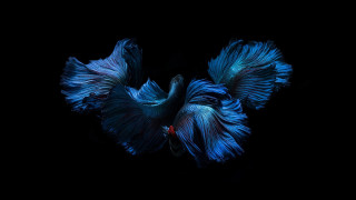 Blue siamese fish red tail - adrian zingg free wallpaper