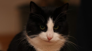 Black white cat green eyes 9 - cat free wallpaper for desktop