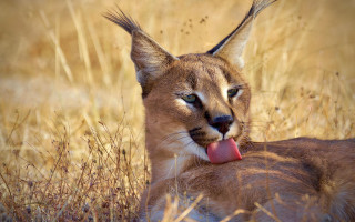 Cat laying in grass furry - its tongue free wallpaper
