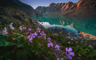 Lake mountains flower bush butterfly - a blue body of water free wallpaper